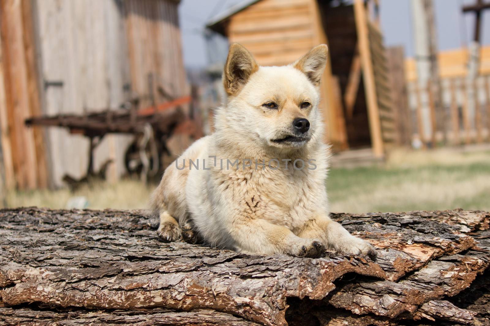 little red dog is guarding the territory near the house