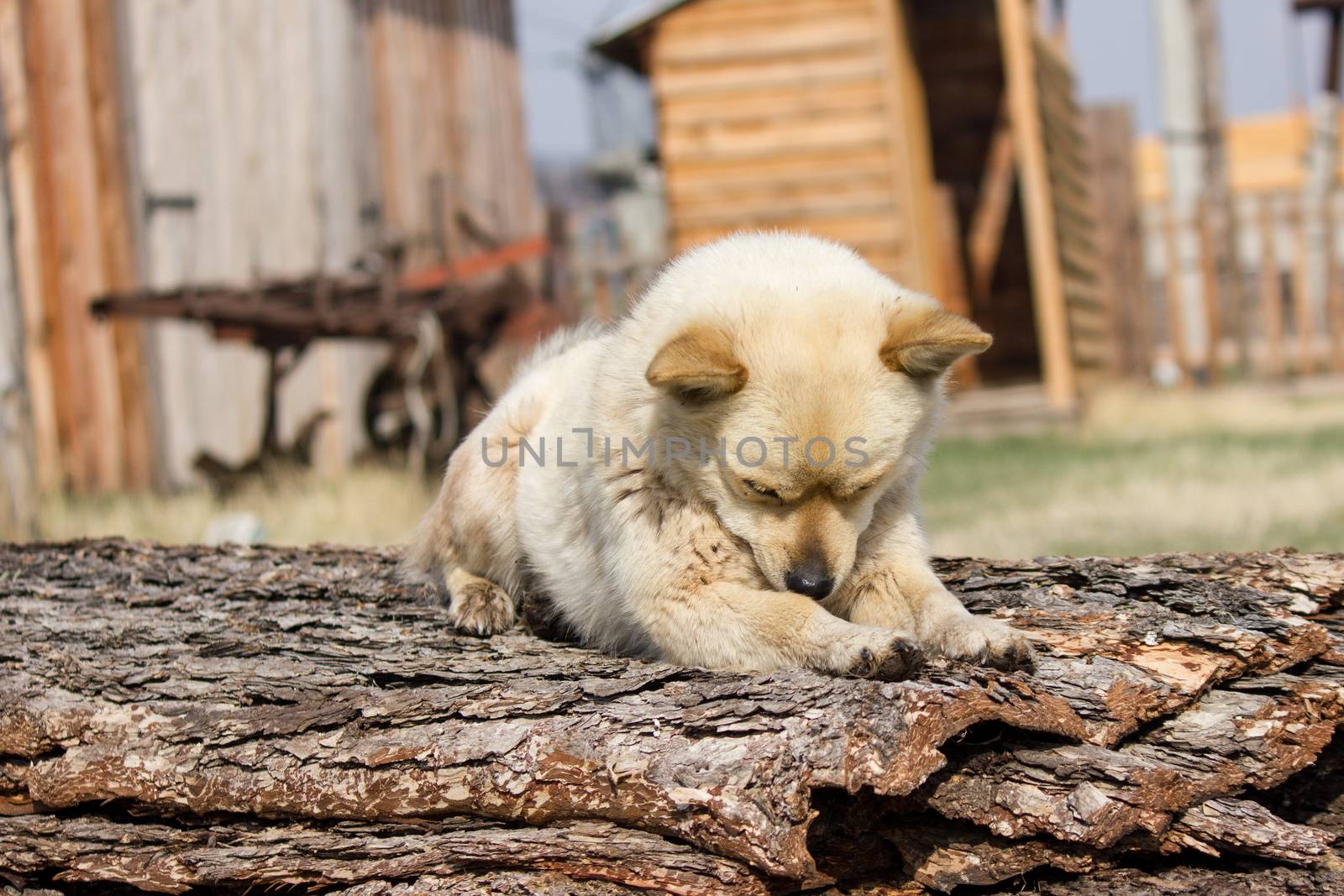 little red dog yawns and guarding the territory near the house