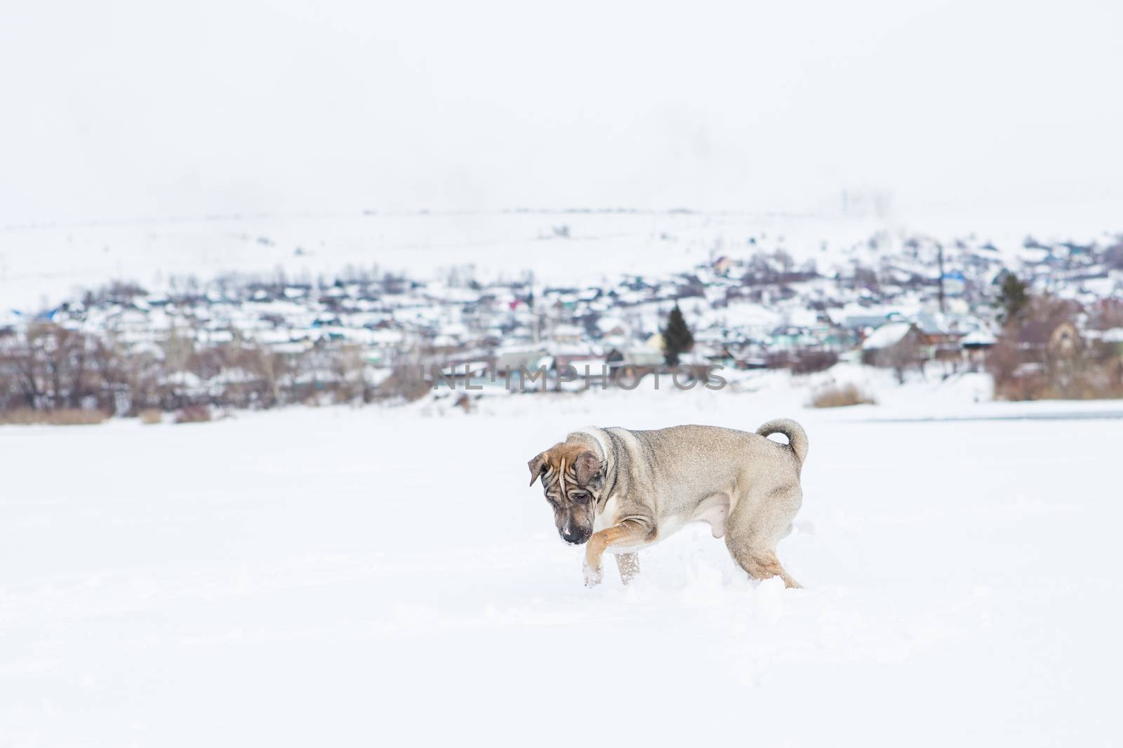 Dog plays in the snow by the river in cloudy day