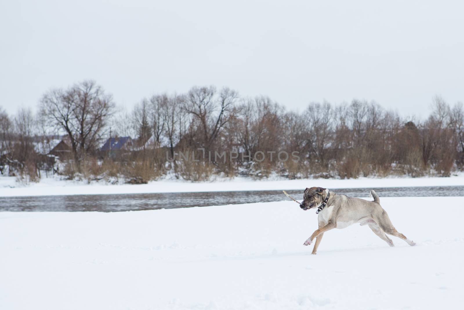 Dog plays in the snow by the river in cloudy day