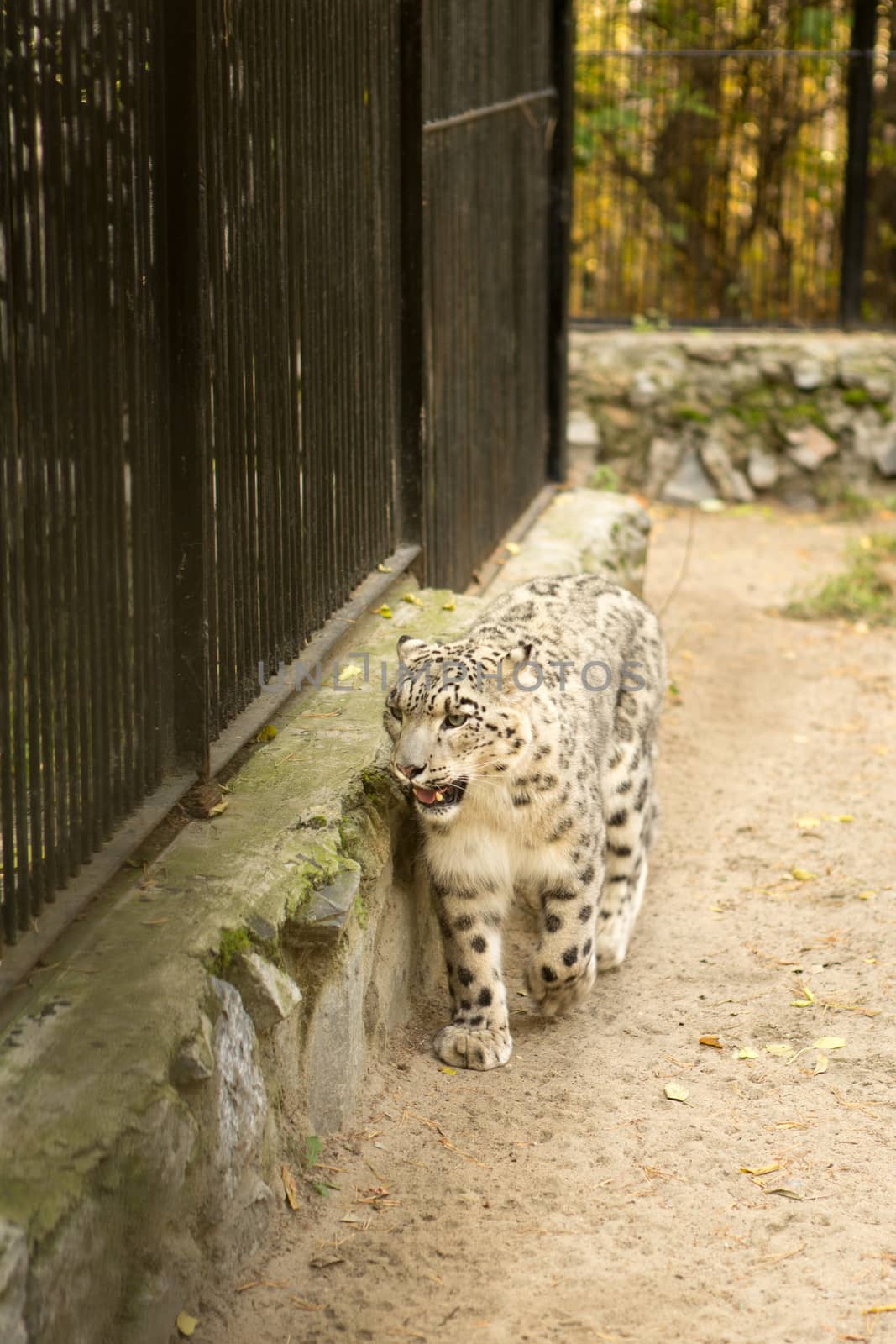 a snow leopard walks in the cage at the zoo