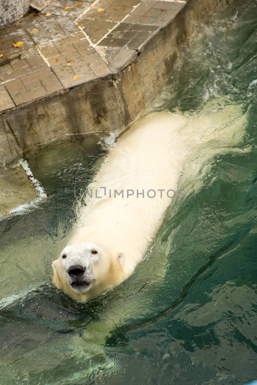 Polar bear in the zoo water aviary by olgagordeeva