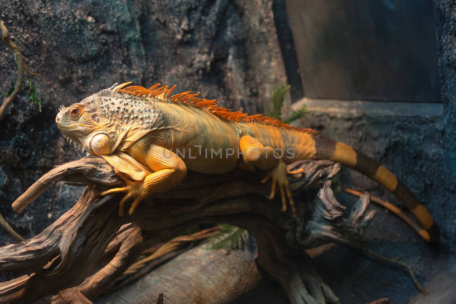 Sleeping dragon - Close-up portrait of a resting orange colored male Green iguana (Iguana iguana).