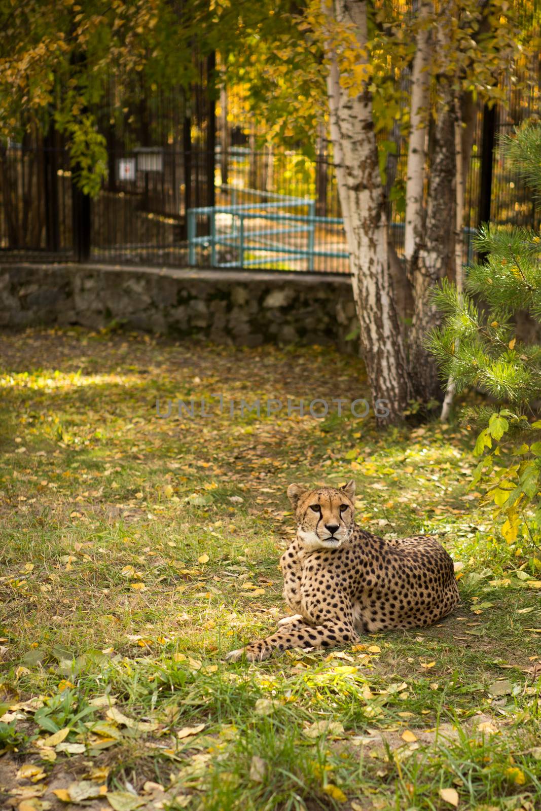 North Chinese leopard resting in a ZOO cage