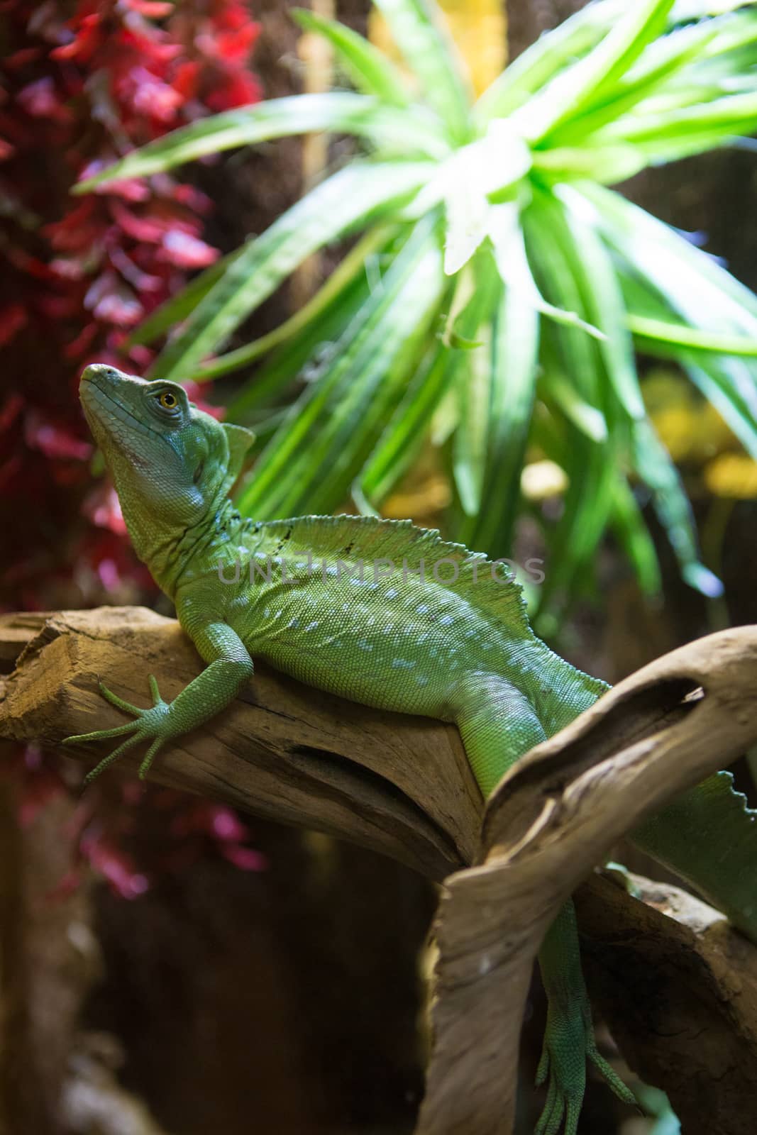 Sleeping dragon - Close-up portrait of a resting orange colored male Green iguana (Iguana iguana).