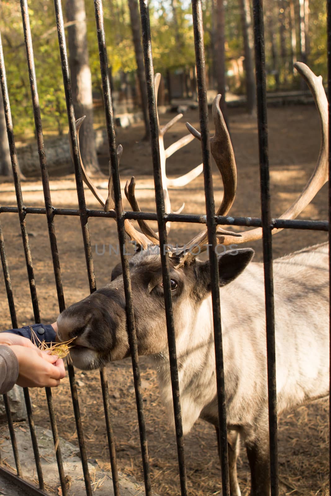 feeding deer at the zoo through the bars