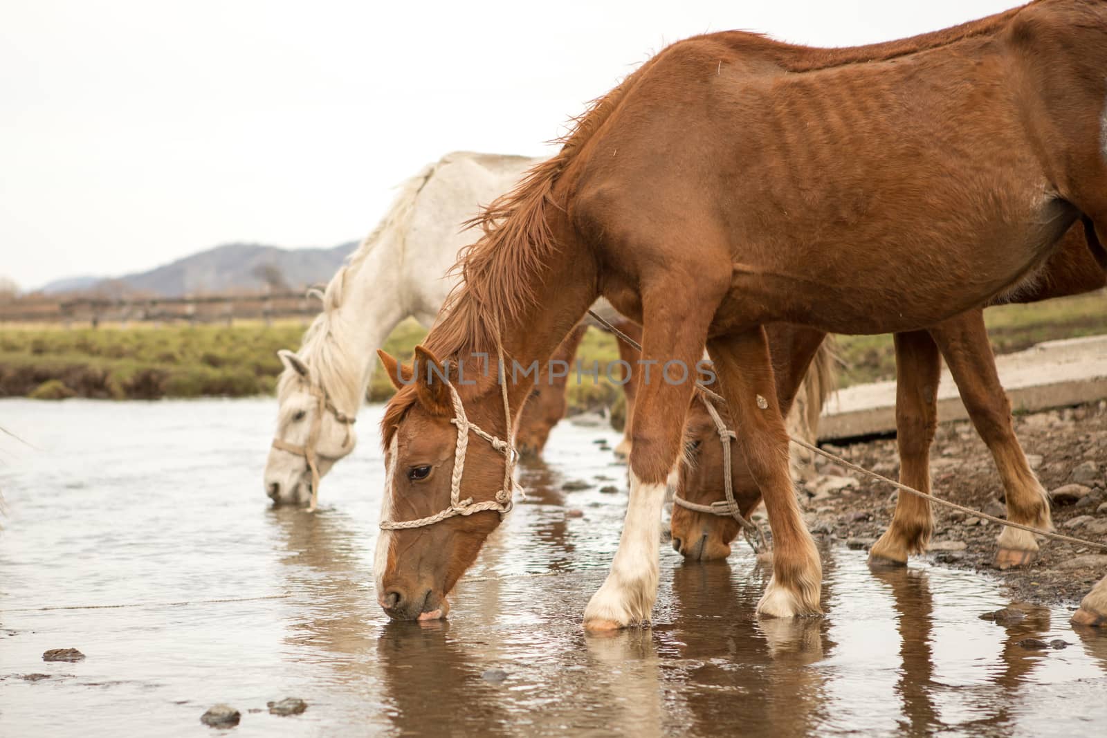 Horse drinking water