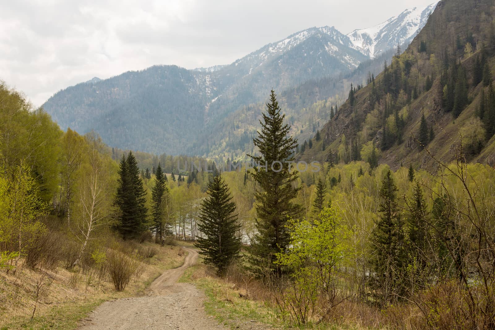 Forest road to the mountains on a warm spring day