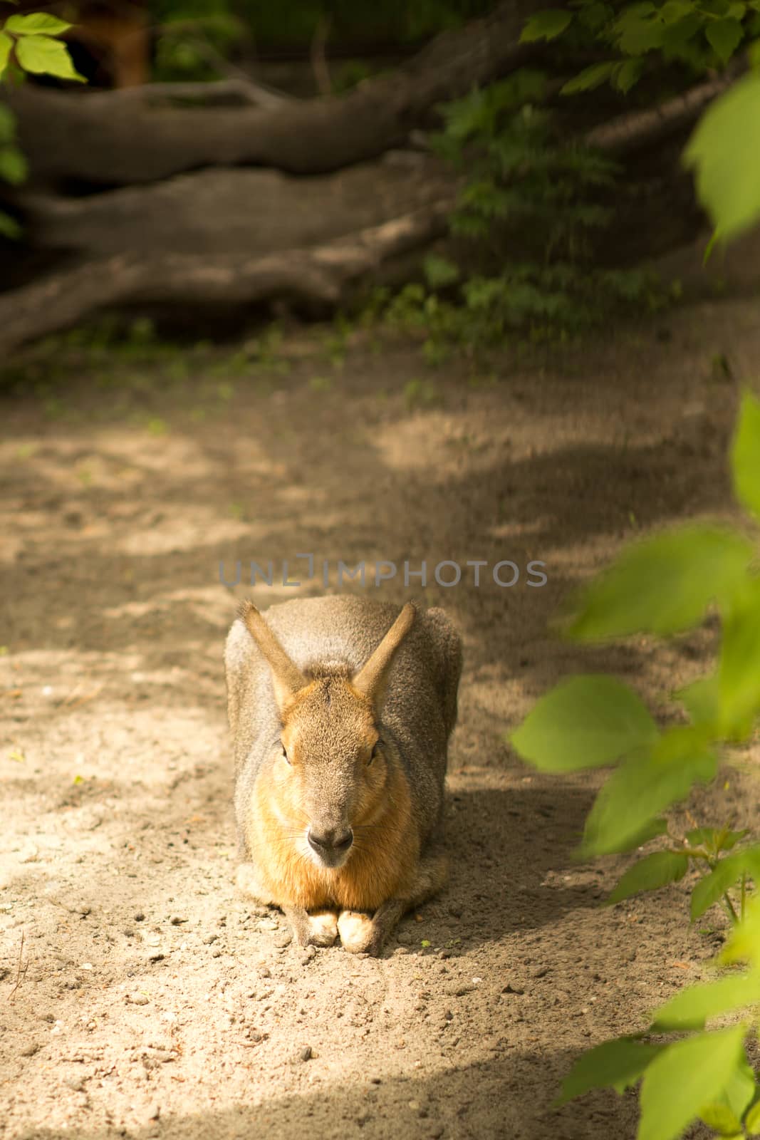 Kangaroo in Zoo