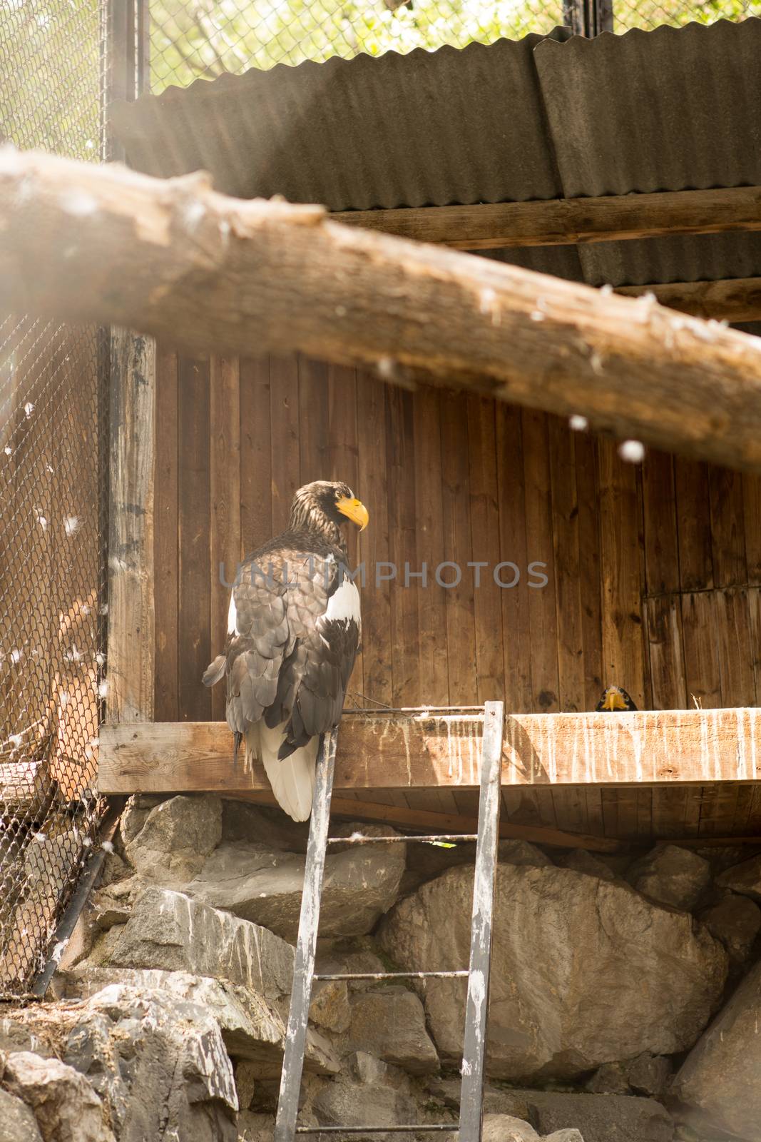 Bald Eagle (Haliaeetus leucocephalus) Portrait also known as American Eagle
