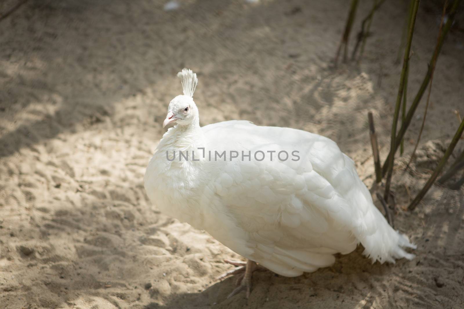 White peacock standing
