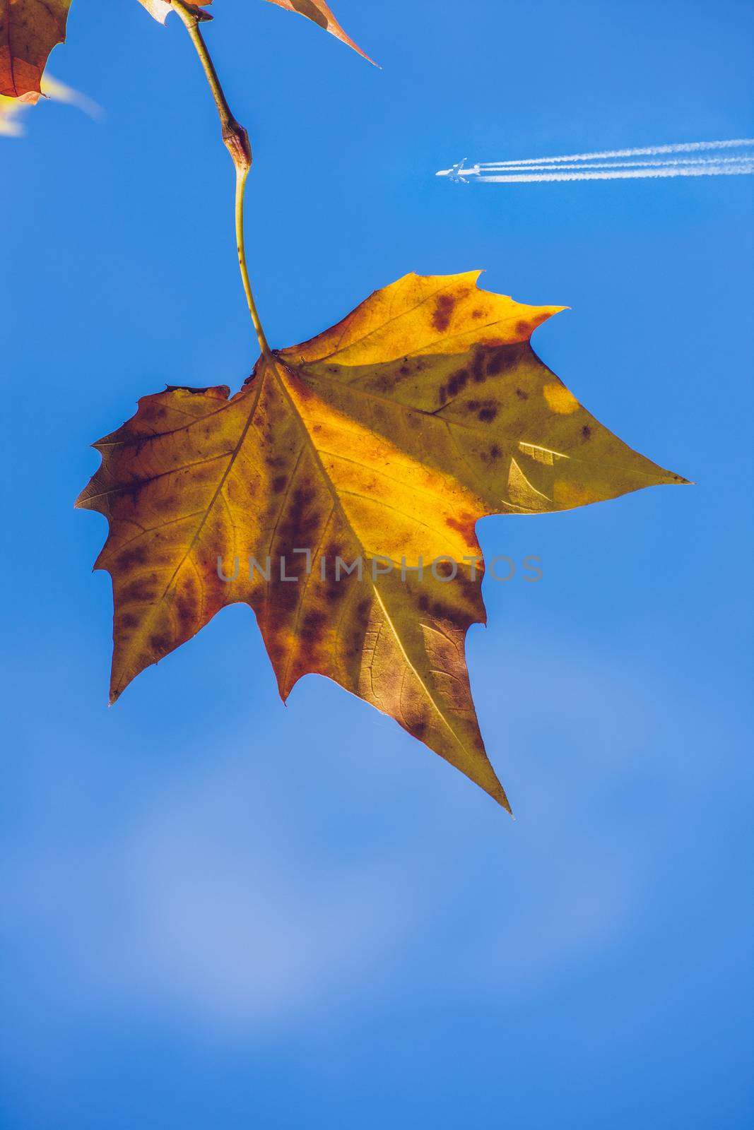 maple leaf and atumn blue sky with a plane by mirekpesek