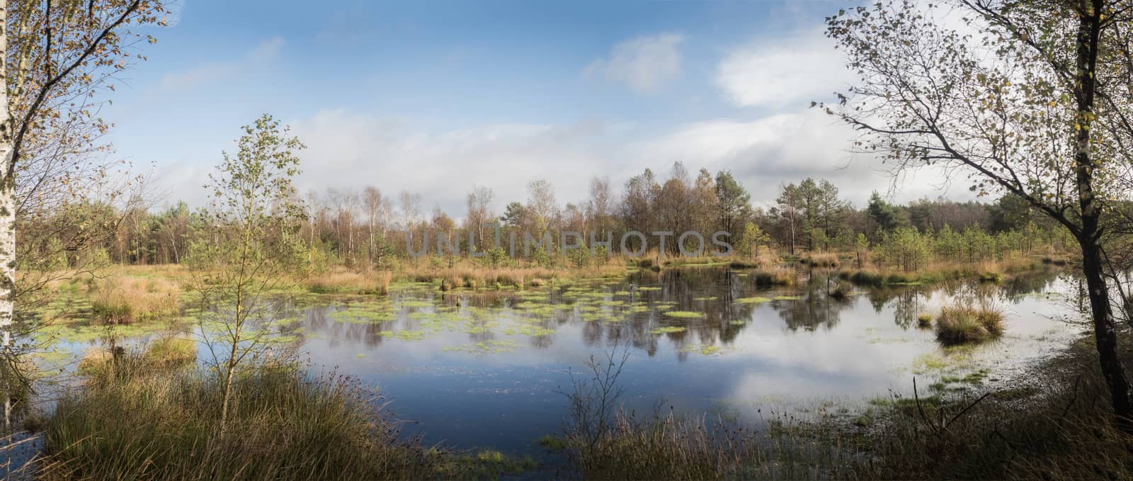 Panorma of a beautiful moor landscape in the lueneburger heide by sandra_fotodesign