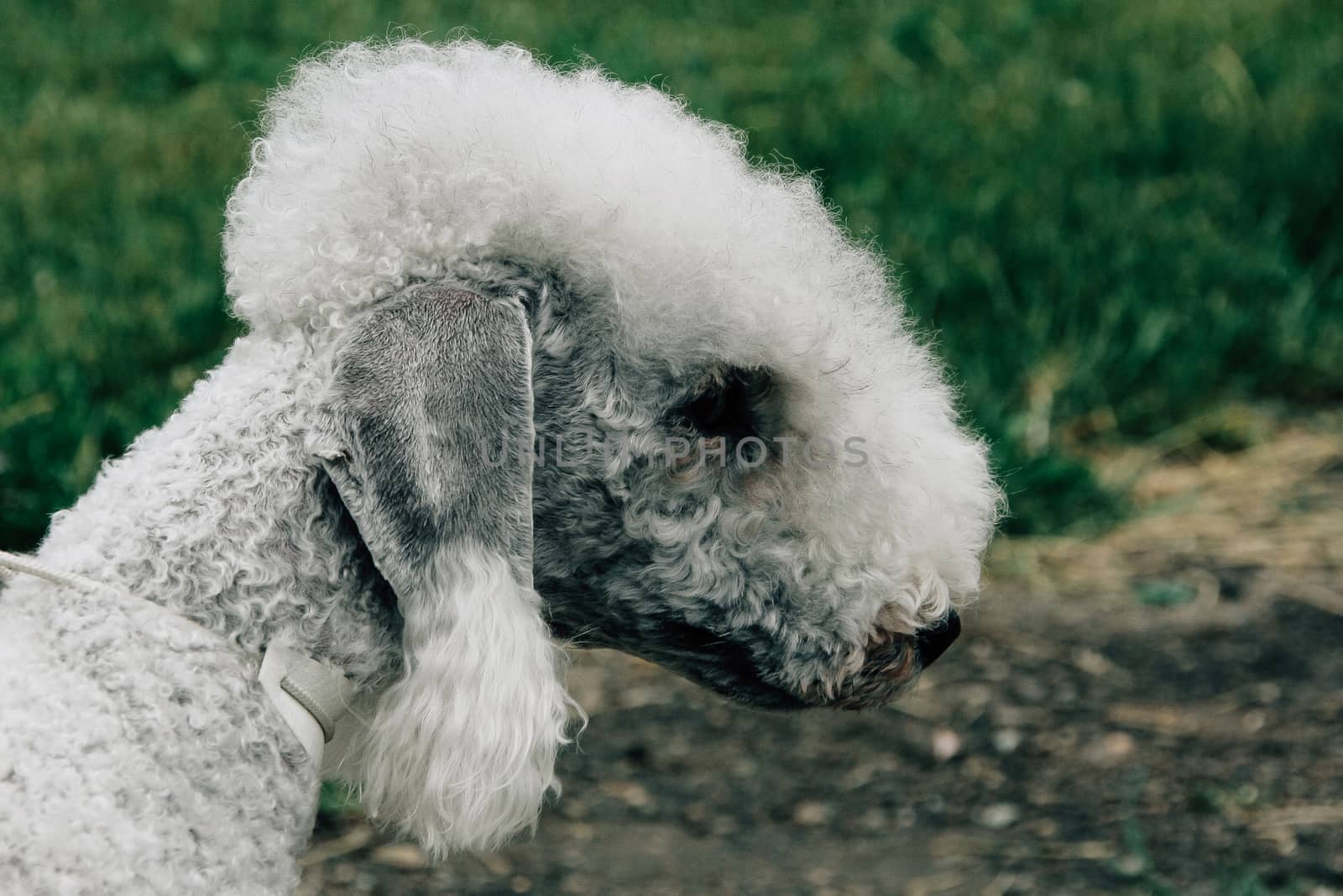 White poodle dog well grooming at park