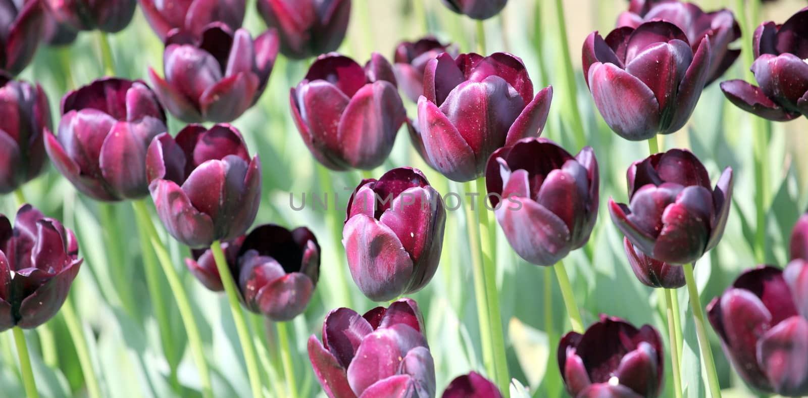 Colorful tulips growing in the Amsterdam fields outdoors.