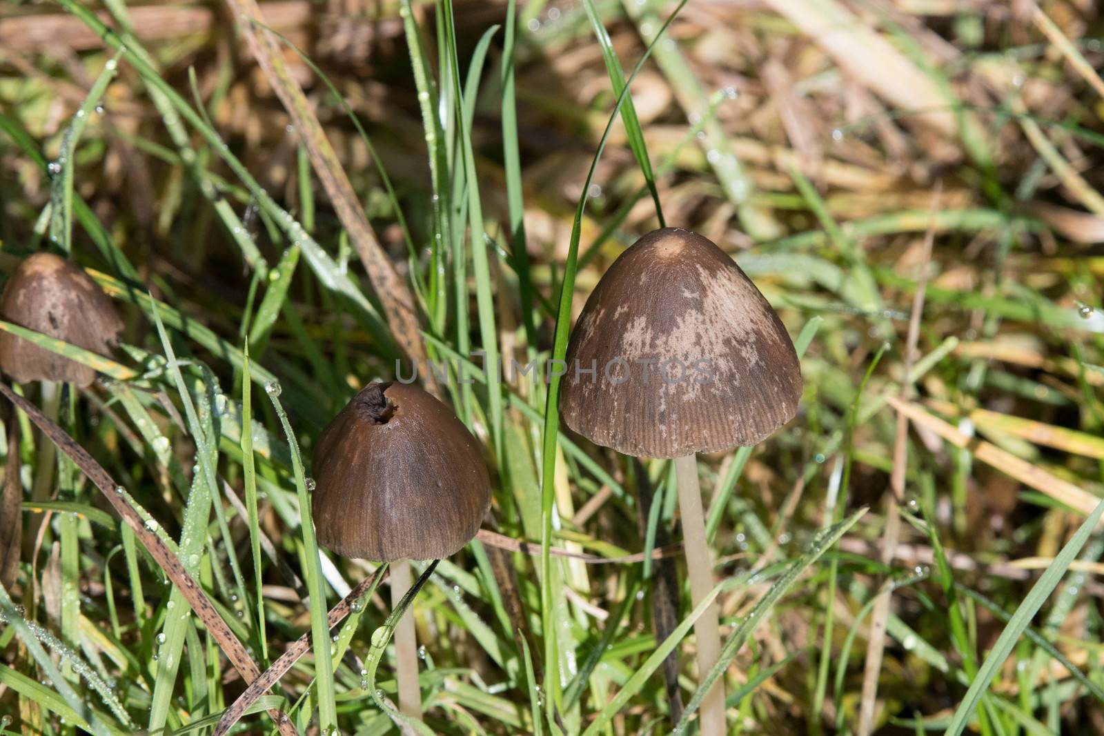 Toadstools by riverheron_photos