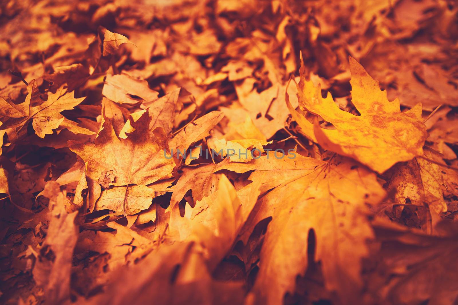 Autumn leaves background by Anna_Omelchenko