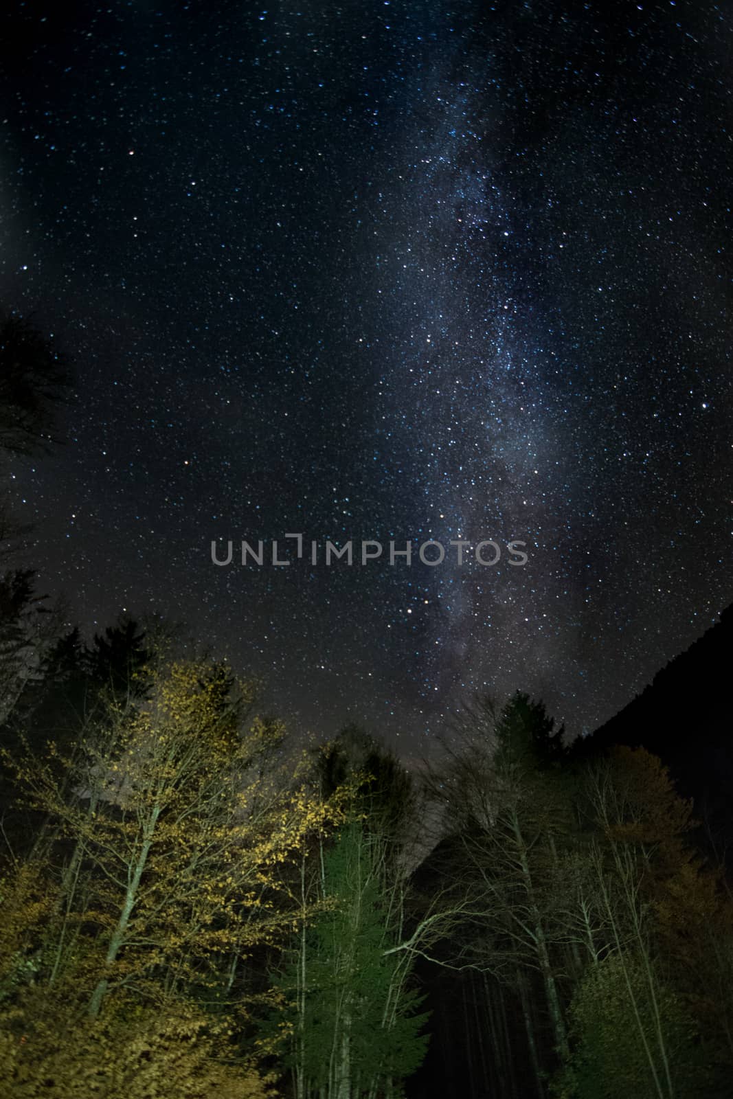 Milky way behind lightly illuminated trees, night sky, night landscape