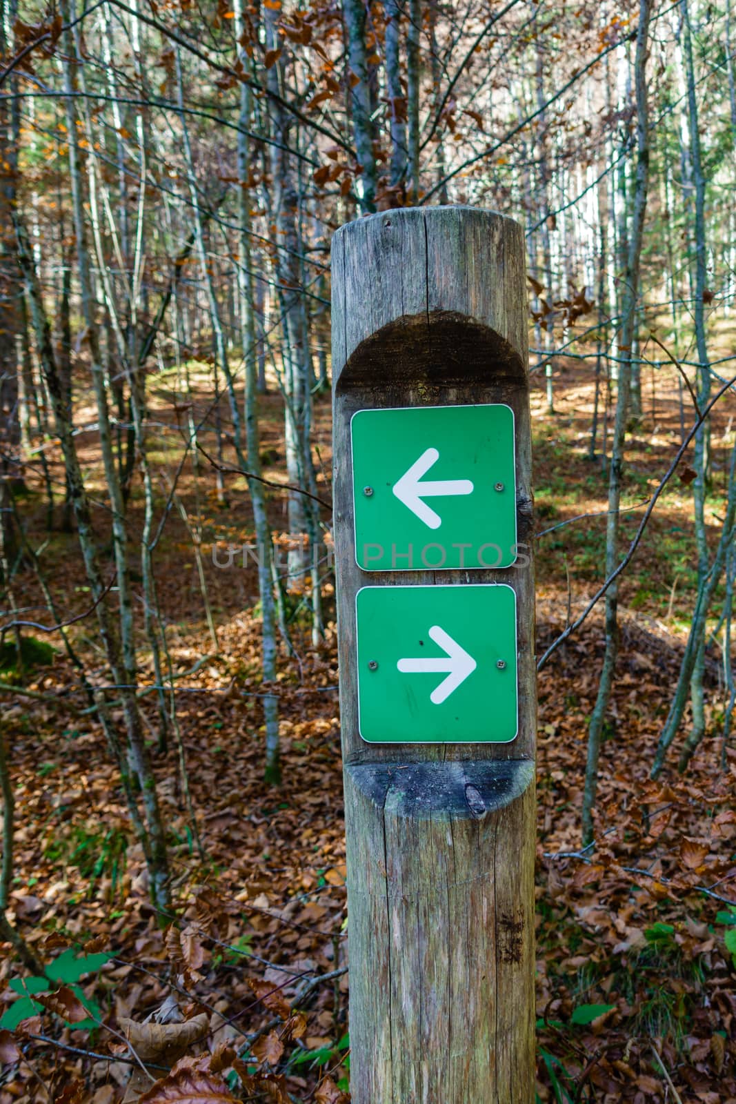 Sign post in the woods, both ways, left and right, white arrow on green plate