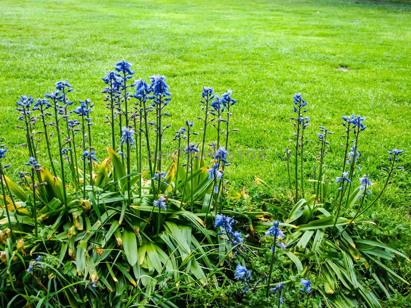 Blue Purple Flower in the Garden by simpleBE