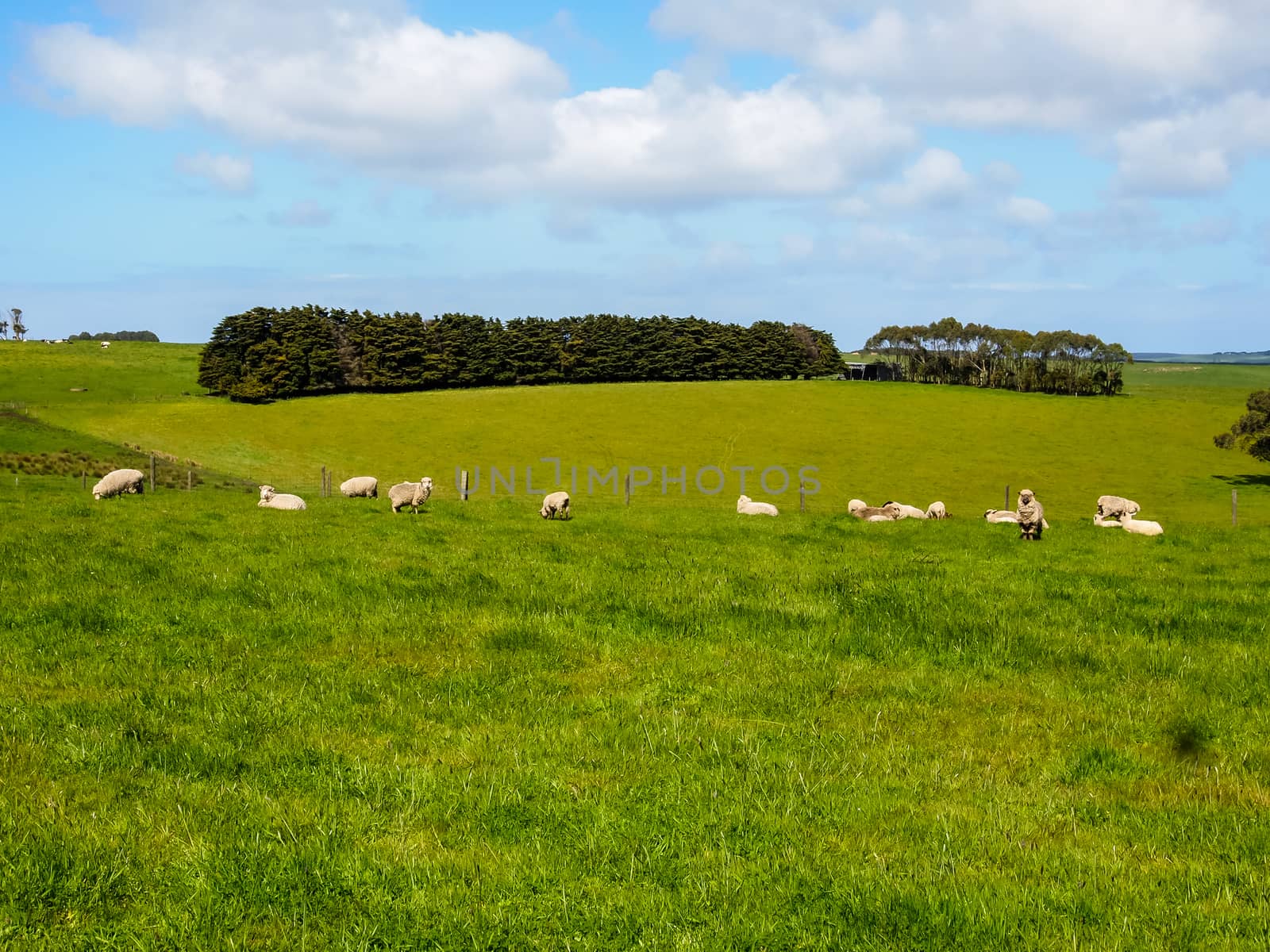 Sheep herd in meadows and green fields in the valley, agricultural crops.
