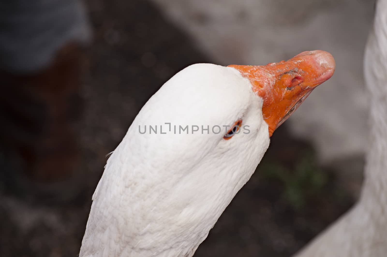 a close-up of the head of a white goose