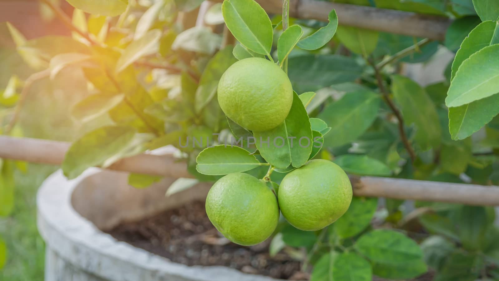 Lime green tree hanging from the branches of it