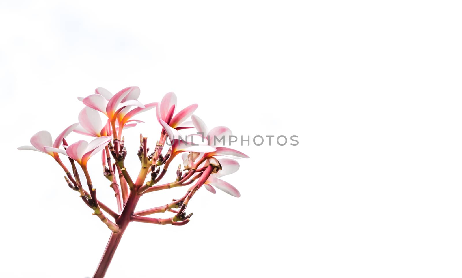 Bunch of pink plumeria tropical flowers with sky background