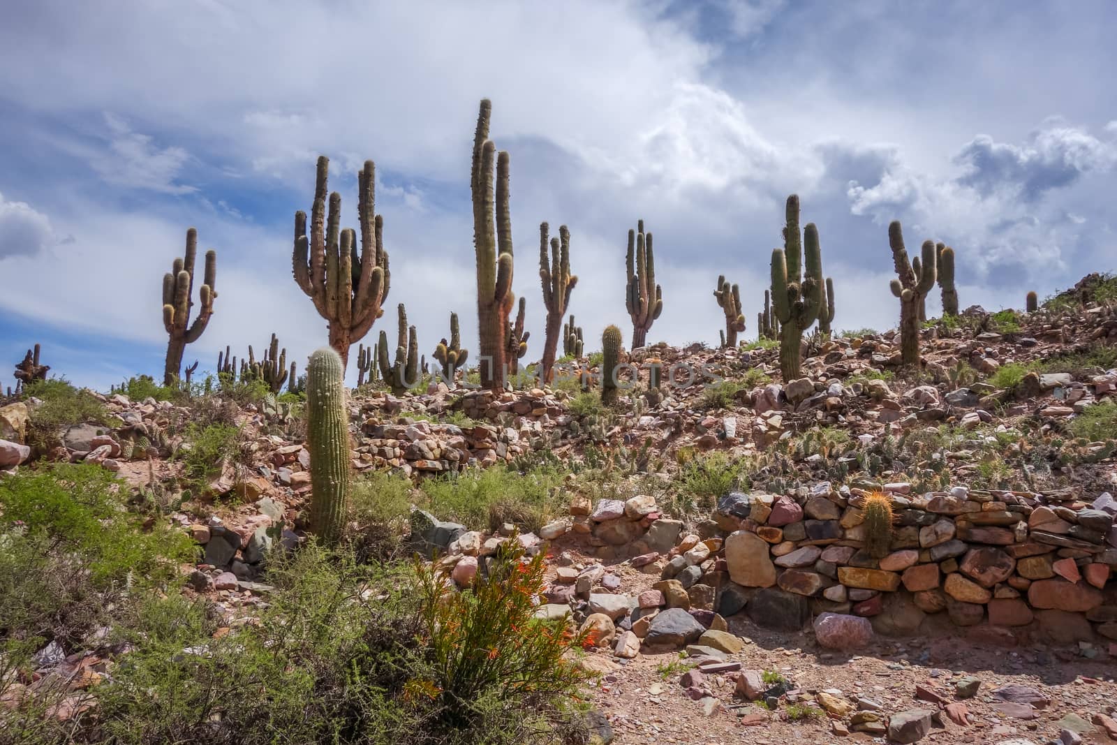 Pukara de Tilcara, pre-Columbian fortifications, Argentina