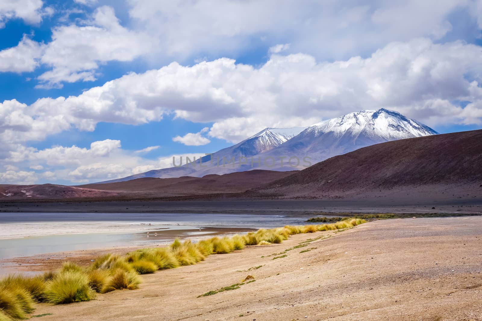 Laguna Honda in sud Lipez Altiplano reserva Eduardo Avaroa, Bolivia