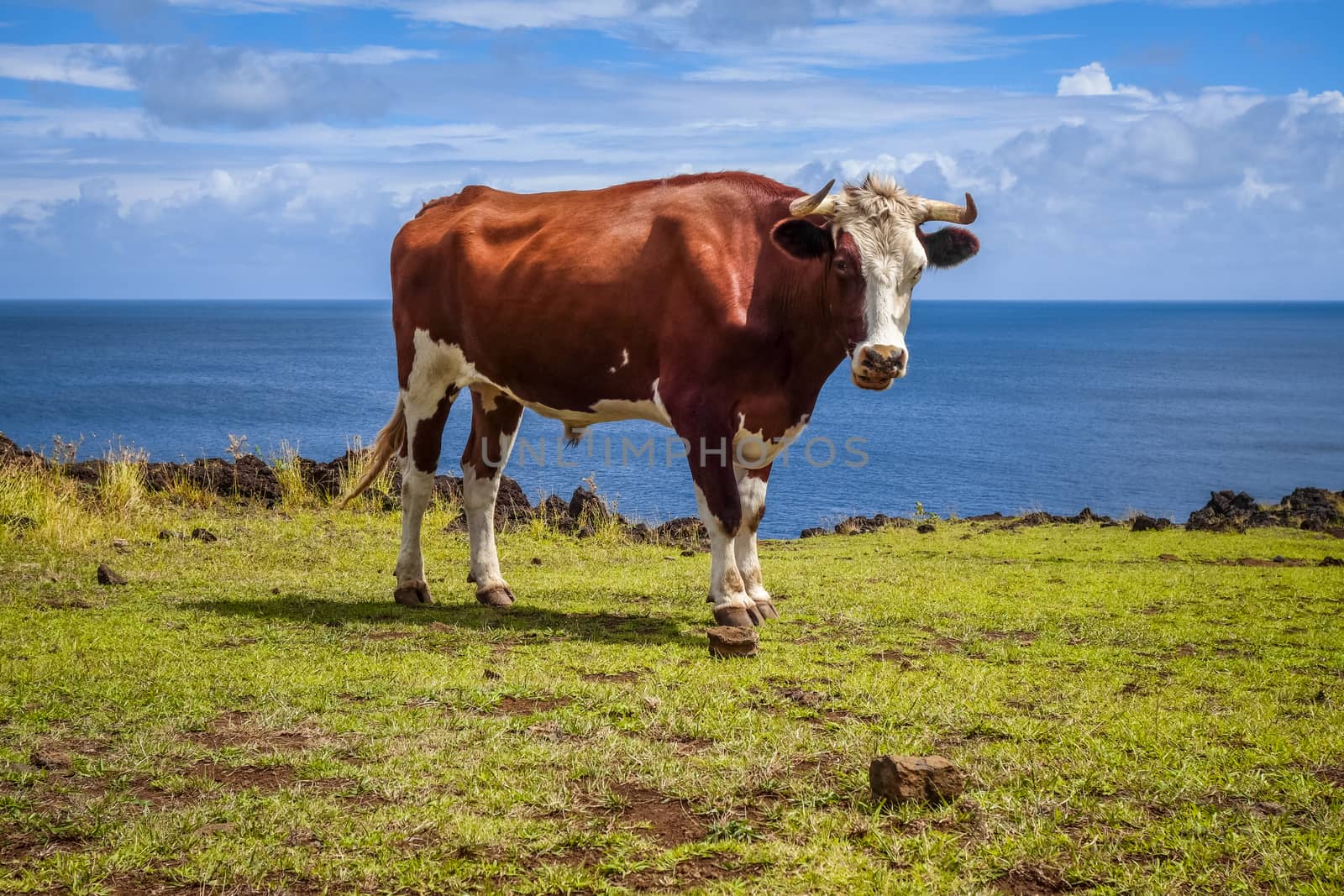 Beef on easter island cliffs by daboost