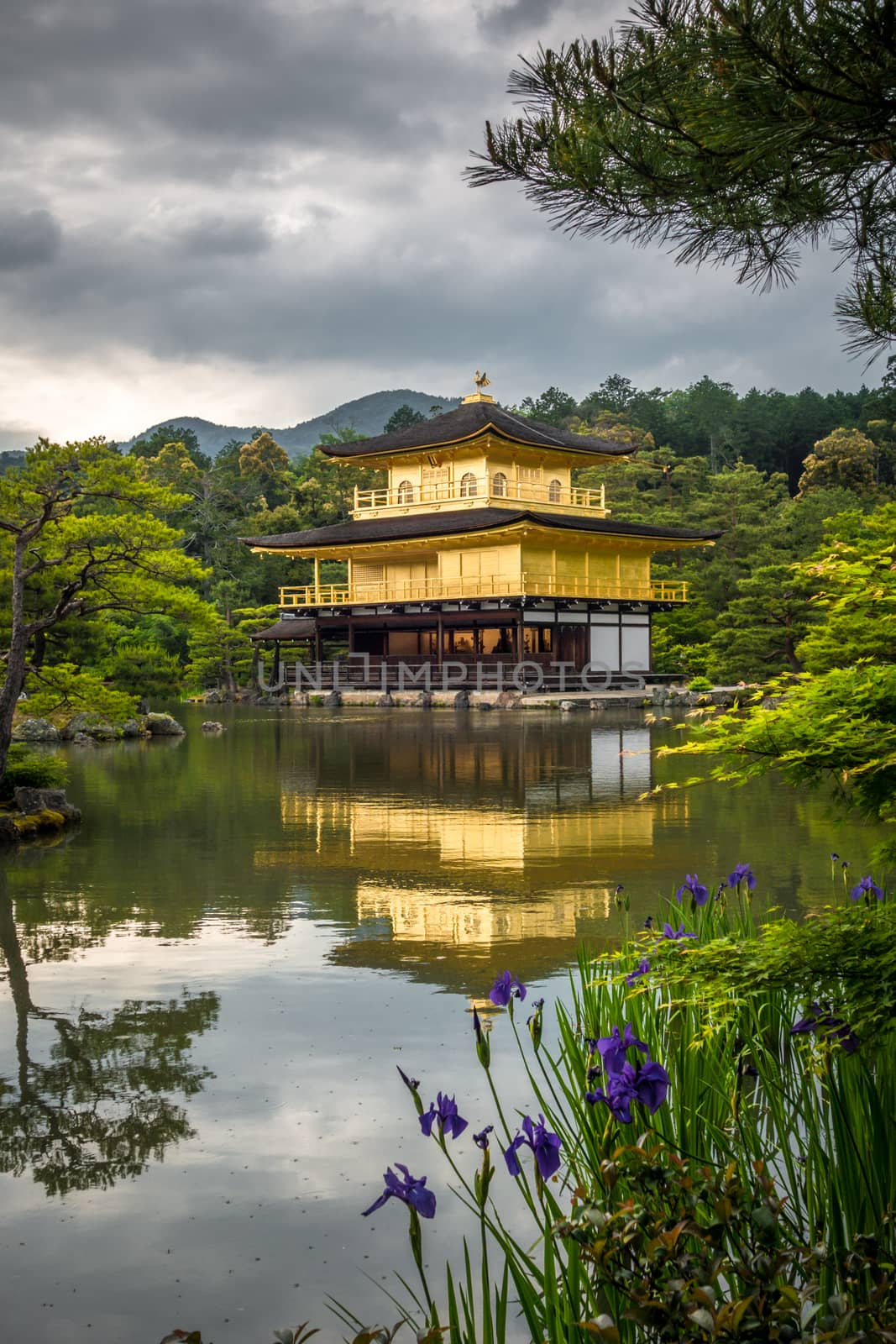 Kinkaku-ji golden temple pavilion in Kyoto, Japan