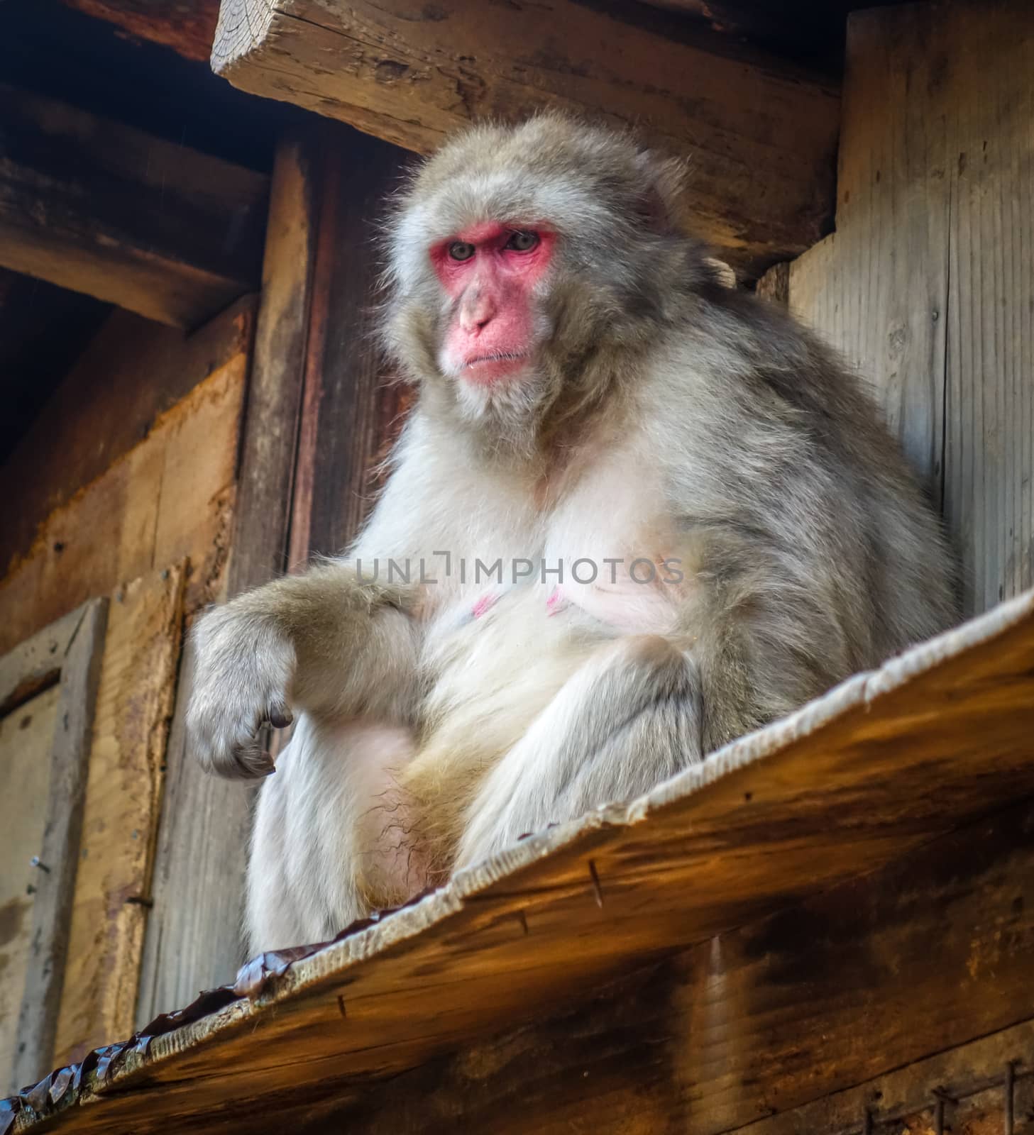 Japanese macaque on a rooftop in Iwatayama monkey park, Kyoto, Japan