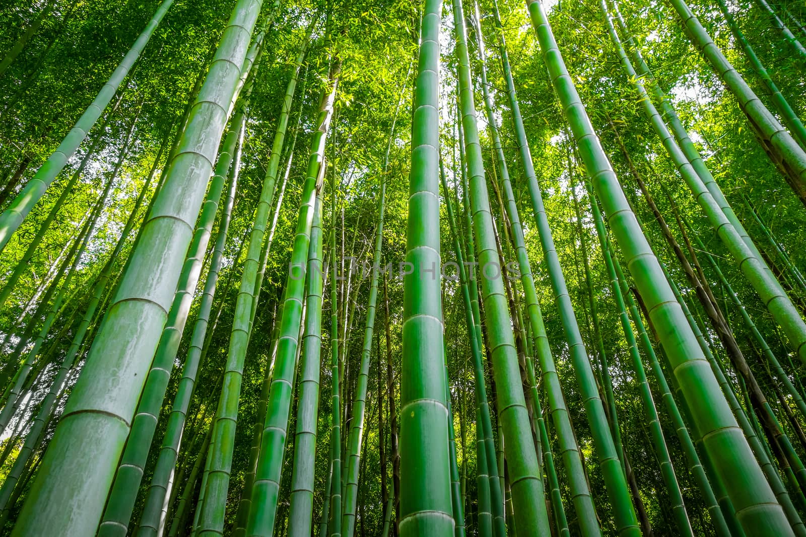 Arashiyama bamboo forest in Sagano, Kyoto, Japan