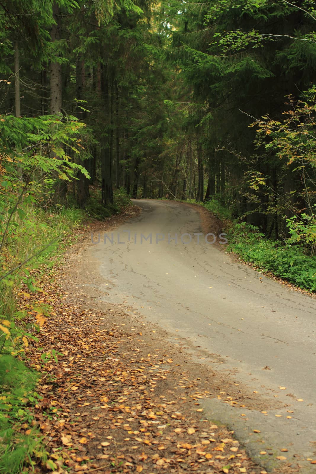 trip winding forest road in autumn, go the distance