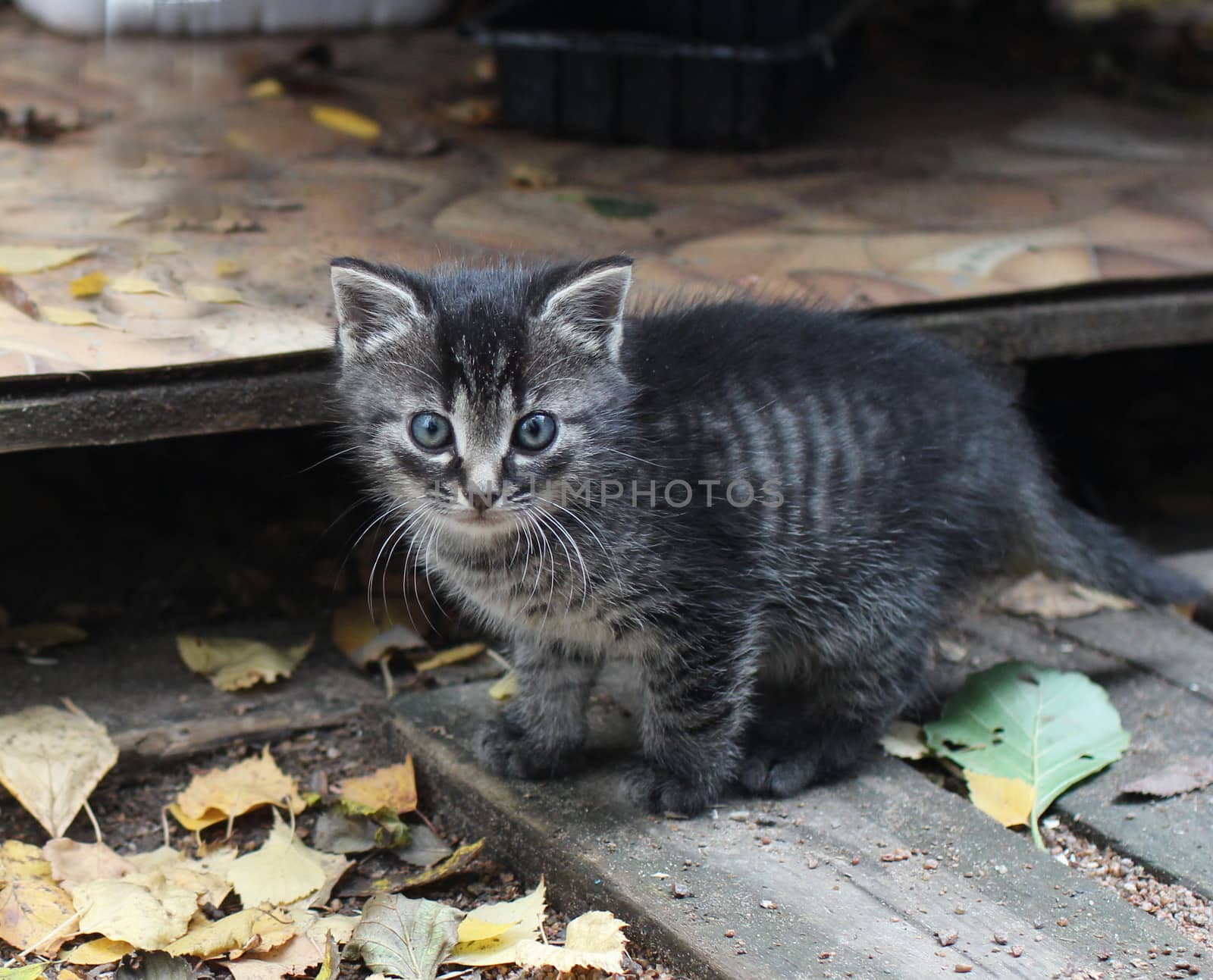 little striped tabby kitten looking close to