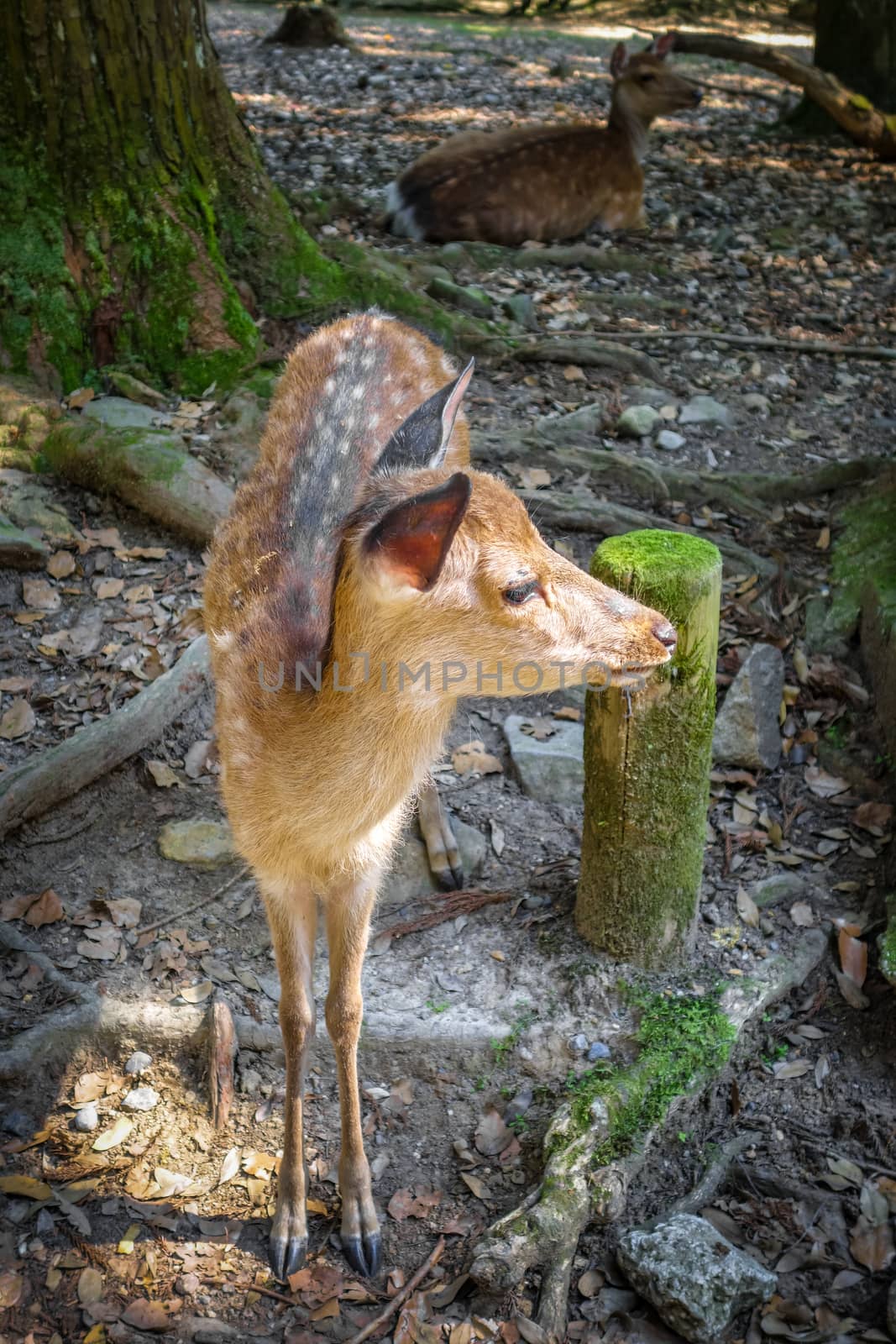 Sika fawn deer in Nara Park forest, Japan by daboost
