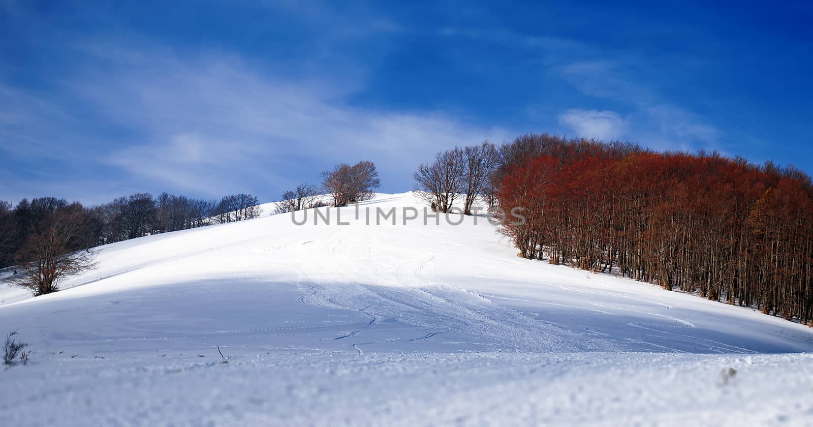 Natural park with red trees forest covered with snow in a bright day