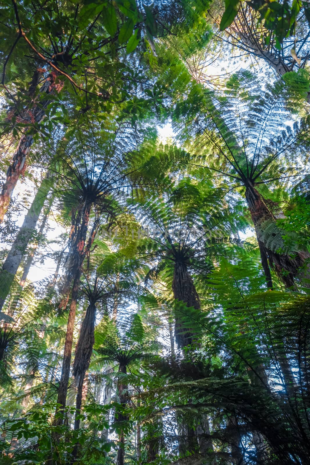 Giant Sequoia redwood forest, Rotorua, New Zealand by daboost