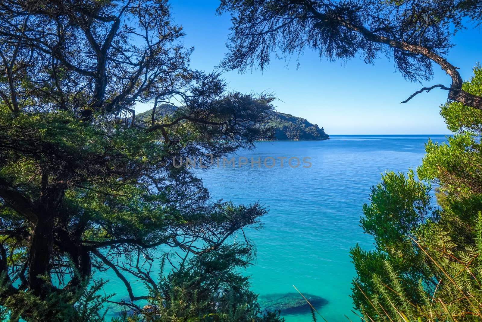 Track view in Abel Tasman National Park, New Zealand by daboost