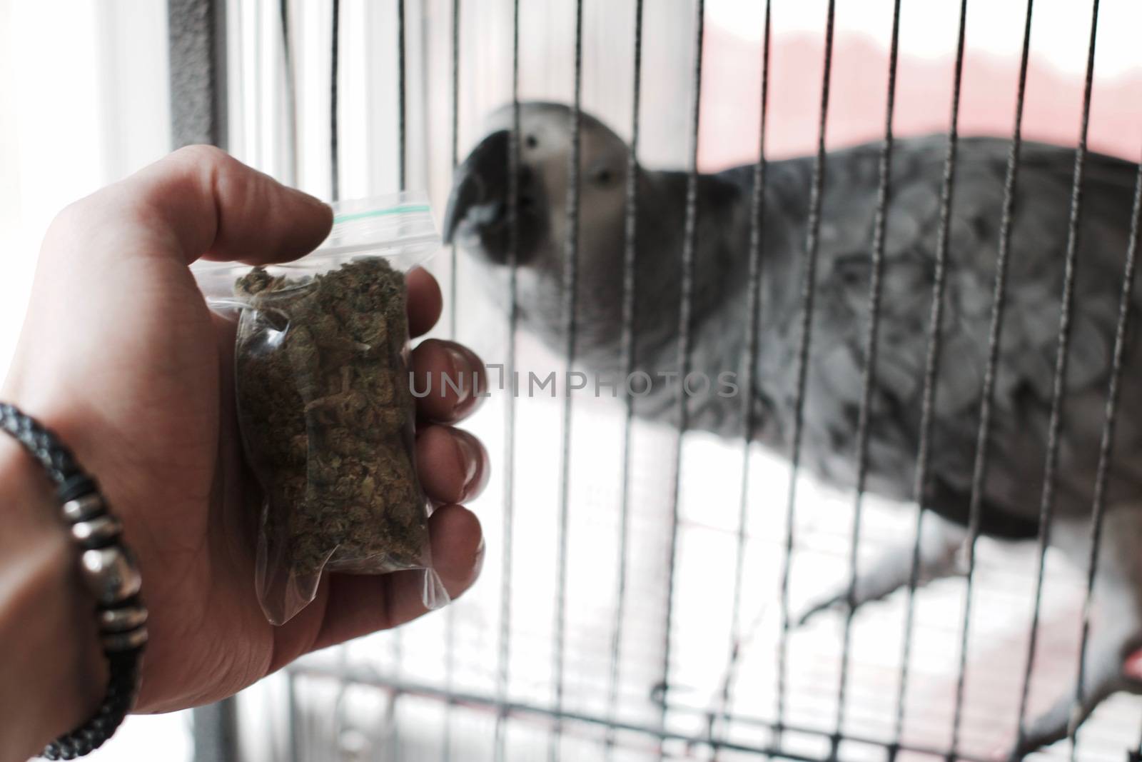 Green dry marijuana in man hand on the blurry background. Weed concept.