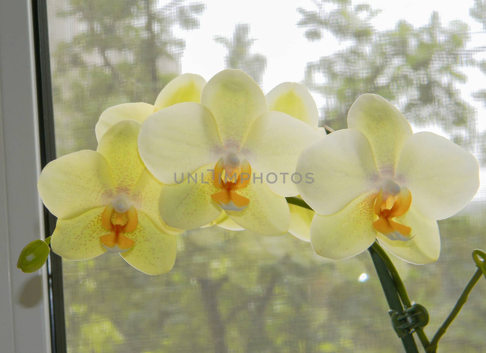 White orchid branch heavy blossoming with large white flowers