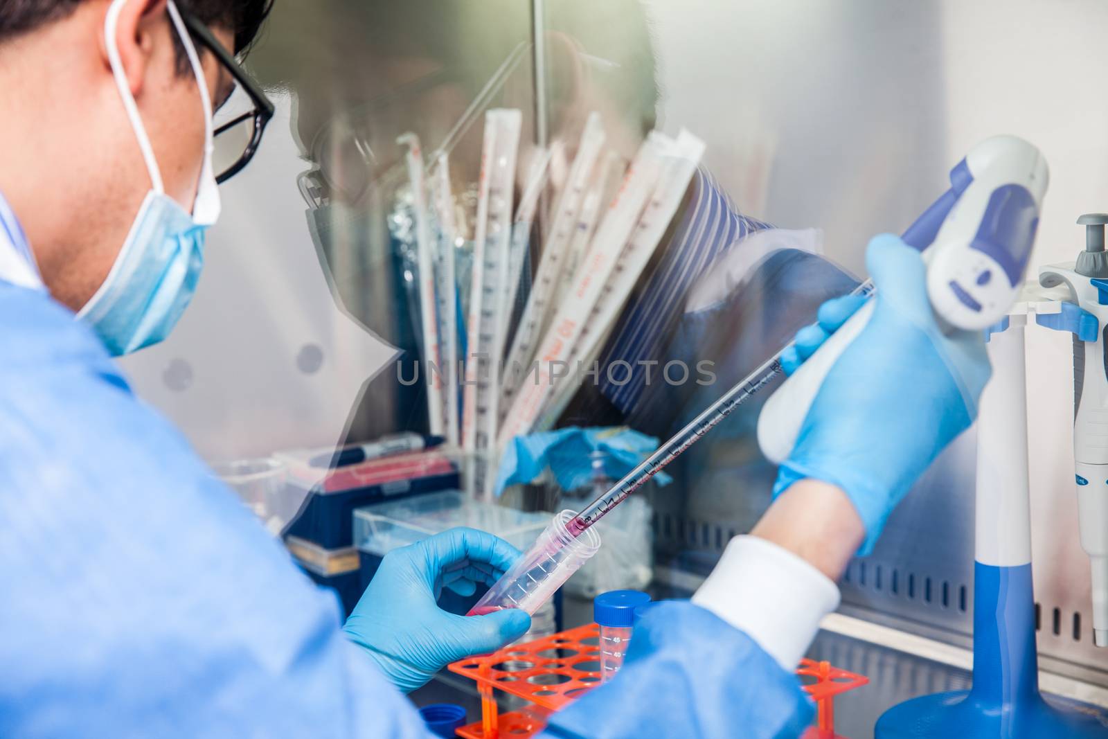 Young scientist working in a safety laminar air flow cabinet at laboratory