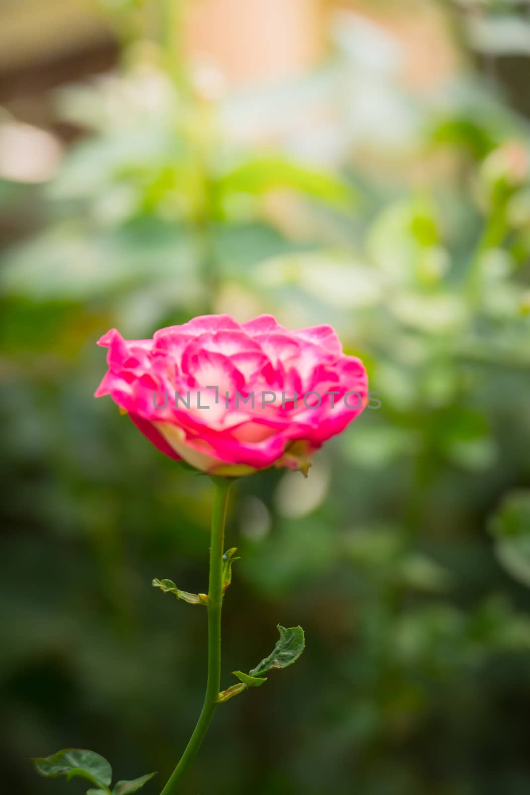 Roses in the garden, Roses are beautiful with a beautiful sunny day.