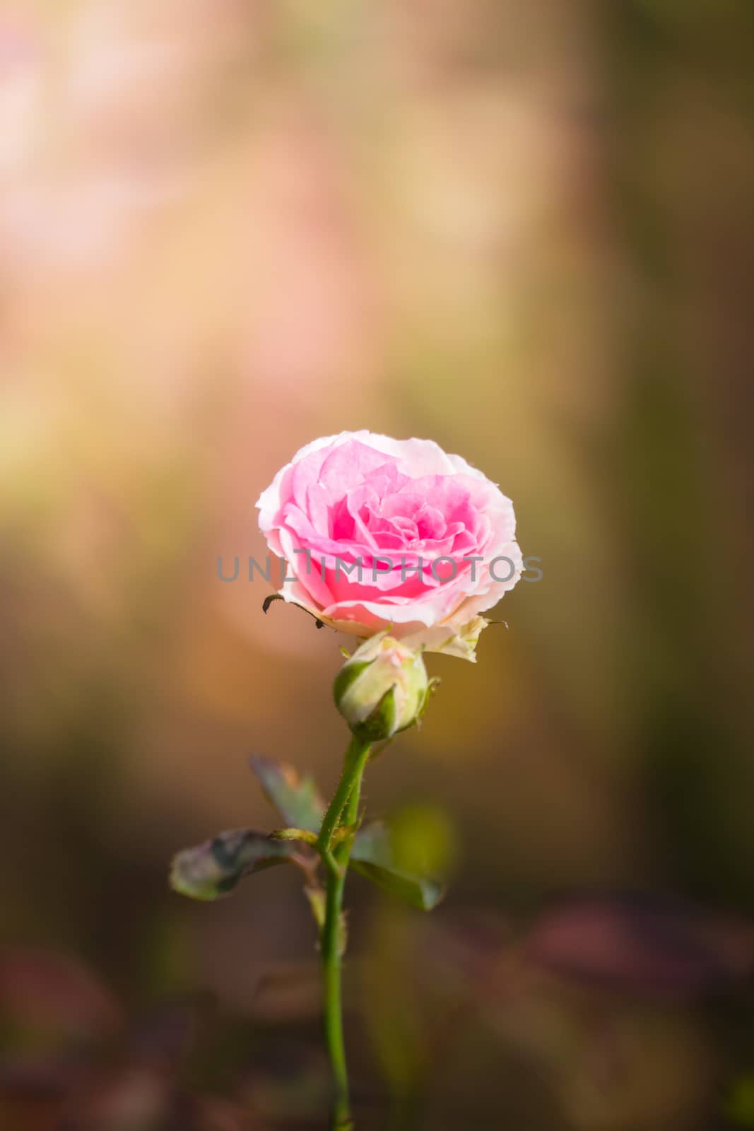 Roses in the garden  by teerawit