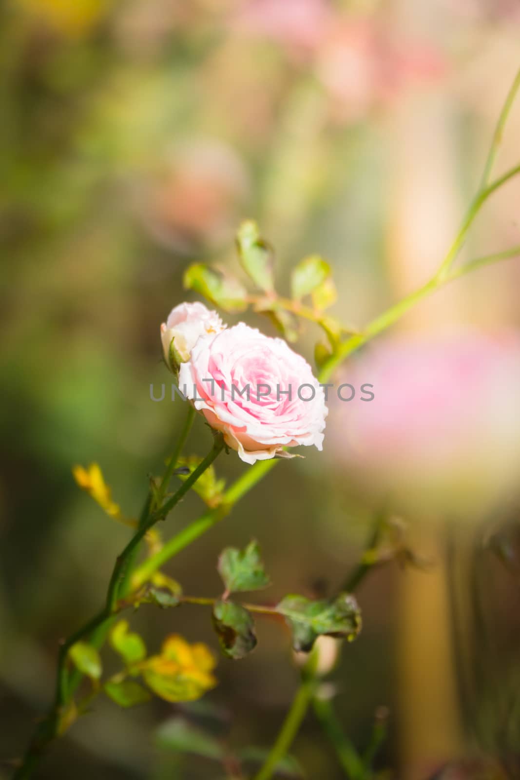 Roses in the garden, Roses are beautiful with a beautiful sunny day.