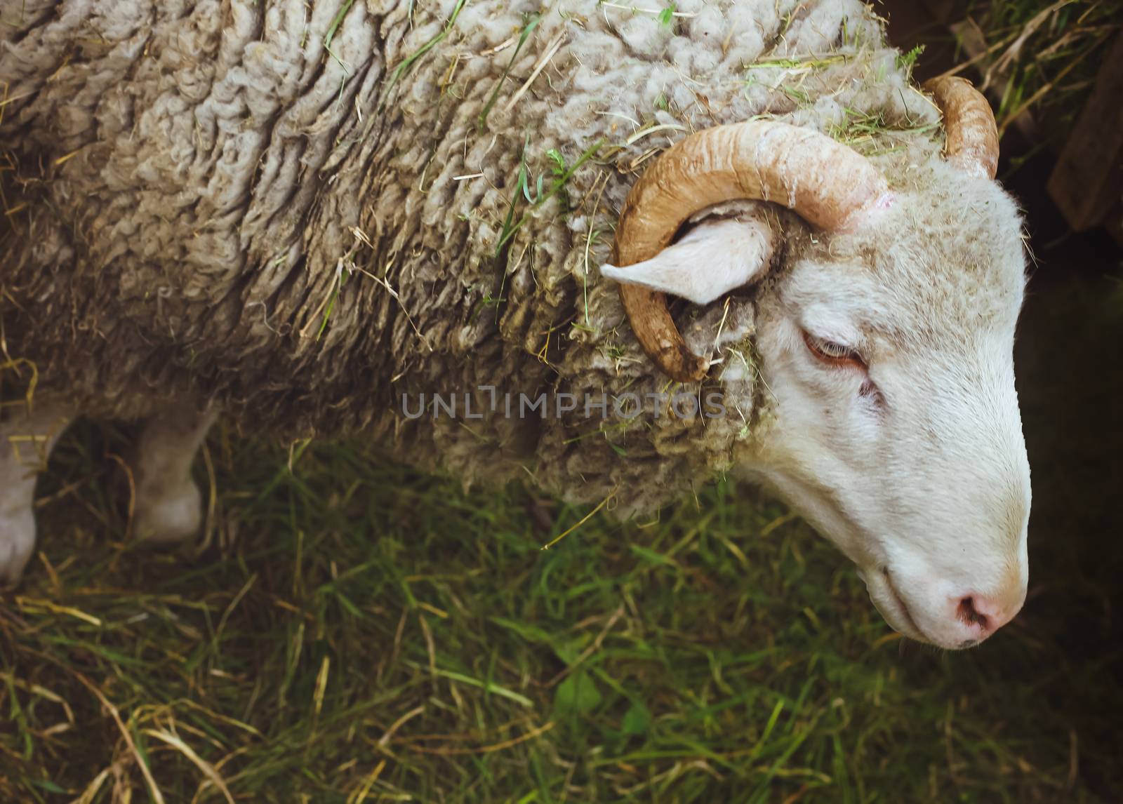 Closeup muzzle sheep standing on the green grass