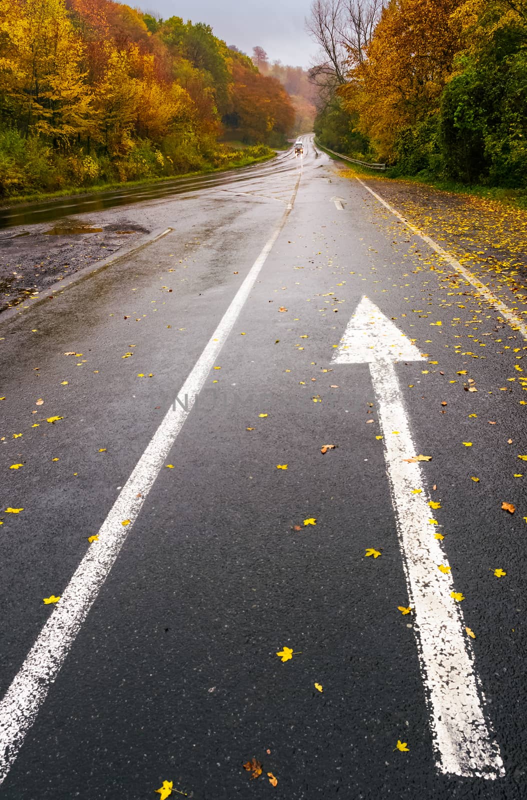 wet asphalt road through forest in deep autumn by Pellinni