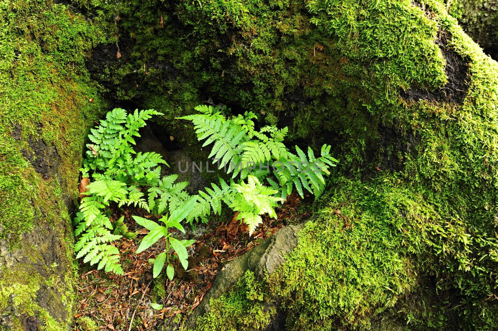 Beautiful green spring moss and fern in the forest