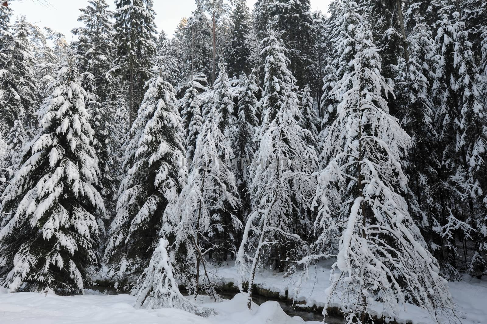 Winter landscape with snow in the Czech Switzerland